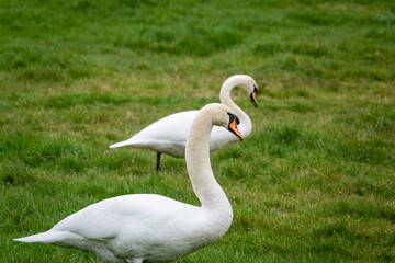 white swan (Cygnus olor) resting in lush green winter meadow