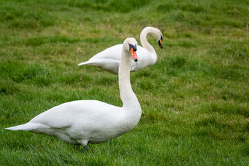 white swan (Cygnus olor) resting in lush green winter meadow