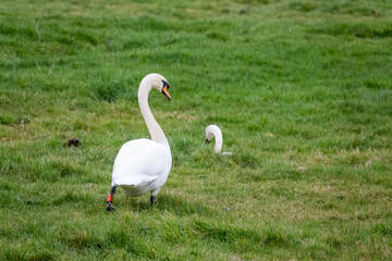 white swan (Cygnus olor) resting in lush green winter meadow