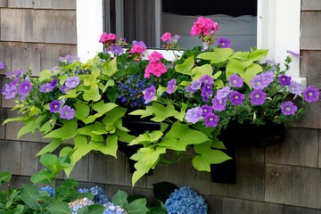 Fototapeta na wymiar Colorful, summer, window box with pink and purple flowers.