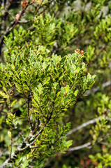 Leaves of the New Zealand celery pine or tanekaha (Phyllocladus trichomanoides) in the alpine forest of Mount Ruapehu, North Island
