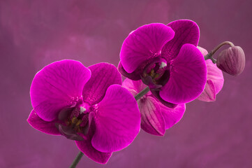 beautiful purple orchids on pink background