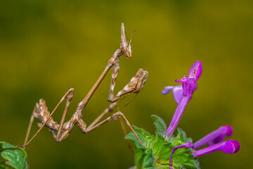 Close up of pair of Beautiful European mantis ( Mantis religiosa )