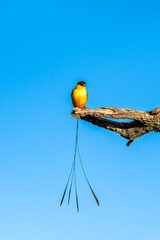 Shaft-tailed Whydah, colorful bird with a long tail
