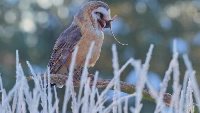 The barn owl (These albums) swallowing its prey. The background is a colorful bokeh and snow.The barn owl (Tyto alba) swallowing its prey. The background is a colorful bokeh and snow.