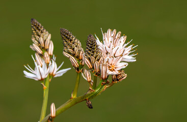 Close up beautiful shot of flower