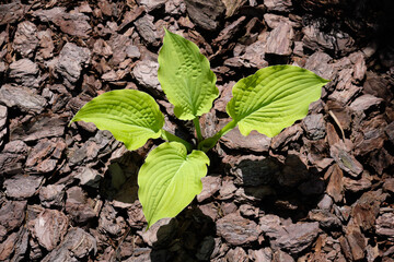 Young hosta plant on pine bark mulch background.