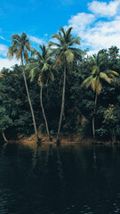 tropical island with trees