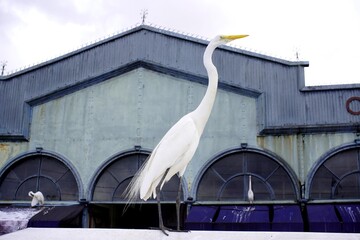 Great Egret (Ardea alba) opposite the famous market, Ver o Peso, in Belém State of Pará. Brazil 