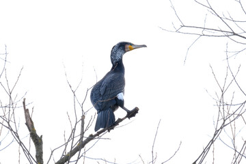 Phalacrocorax lucidus, white-breasted cormorant, massive black bird with webbed feet, long neck,...