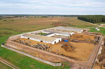 Farm with cows and pigs in the village, aerial view. Cowshed near agriculture field. Production of...
