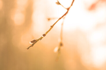 Bud on branch of the willow tree in winter on sunset with blurred background. Branches of a willow trees in budburst in season of the onset of spring and the end of winter. Bud on branch of willow.