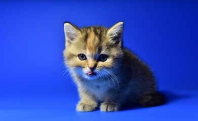 Fototapeta na wymiar Small kitten of the British chinchilla breed on blue background. Little baby cat lick. Babycat with with open mouth sticking out tongue licks. Family cats and domestic kittens concept