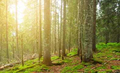green fir forest on mount slope in light of sun