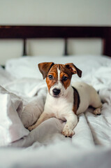 Jack russell terrier puppy is resting in bed with white linen.