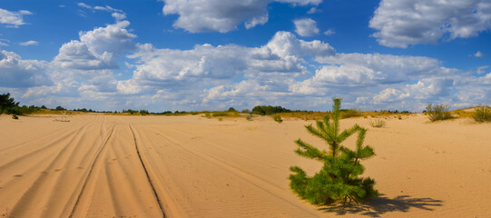 Fototapeta na wymiar sandy desert with pine forest under cloudy sky
