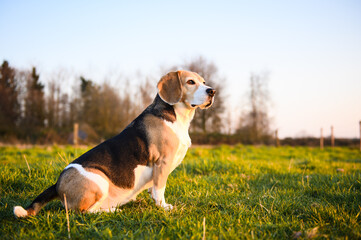 Beagle dog in a grass field at sunset
