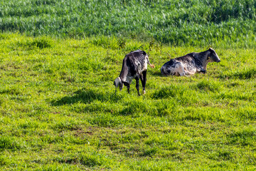 Duas vacas na pastagem verde.