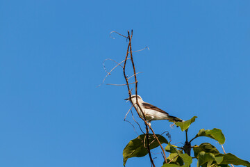 Fototapeta premium Pássaro Sabiá-do-campo pousado em um galho de árvore.