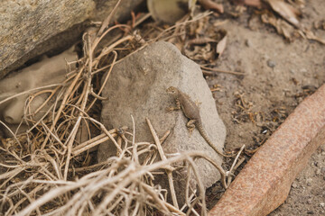 lizard on the stone