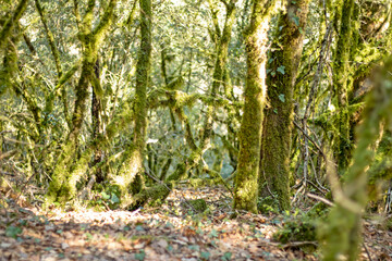 Leafy forest covered with moss