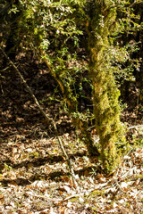 Leafy forest covered with moss