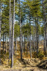 Pine forest in the Pyrenees 