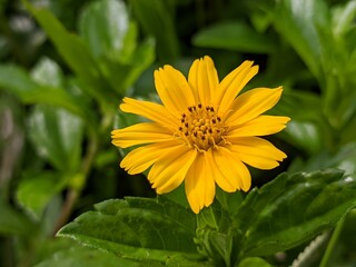 Wedelia flower (Sphagneticola trilobata) grows wild and fertile in the Borneo tropical climate