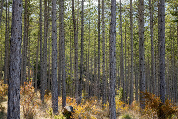 Pine forest in the Pyrenees 
