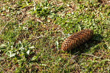 Pinecone freshly fallen from a pine tree on the lawn