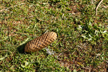 Pinecone freshly fallen from a pine tree on the lawn
