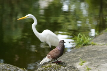 City pigeon (Columba livia f. Domesticus) and a Great Egret (Ardea alba) in the background. Location: Park in Belém, State of Pará, Brazil. 