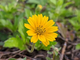 Wedelia flower (Sphagneticola trilobata) grows wild and fertile in the Borneo tropical climate