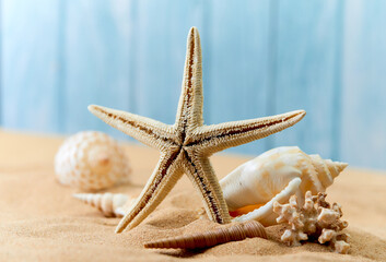 sea shells on the sand