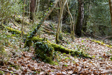 Mountain trails covered in greenery 