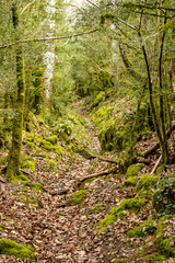 Mountain trails covered in greenery 
