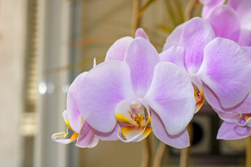 Orchid flower with beautiful colors 