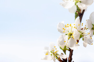 blossoming cherry branch, the concept of beauty and care