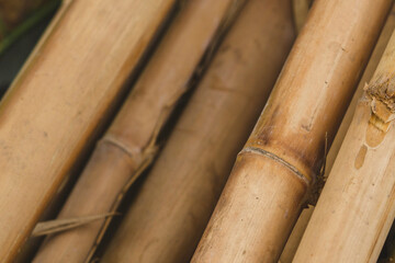 close up of bamboo