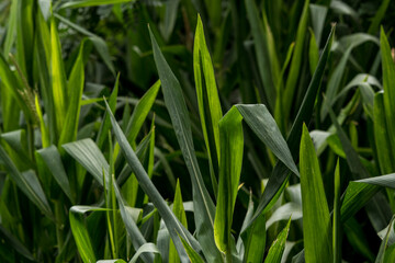 grass background