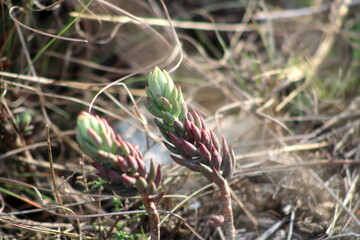 A walk by the forest