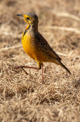 Cape Longclaw, Addo Elephant National Park