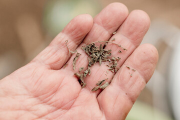 detail photo of man holding wild herbs are his hand