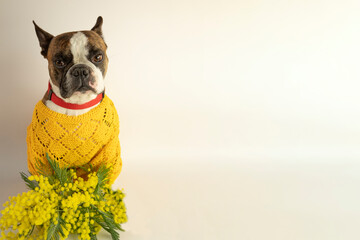 funny Boston terrier  with mimosa for international women's day on a white background