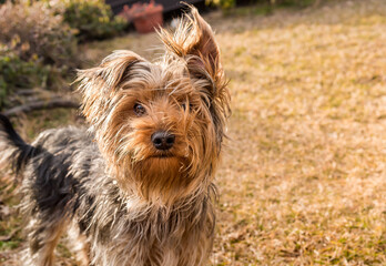 Portrait of Yorkshire Terrier in the garden.