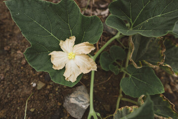 yellow flower in the forest