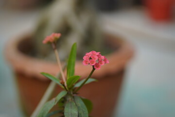 Uforbia Mili cactus red