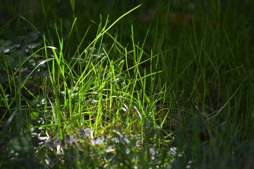 part of the green grass illuminated by the sun