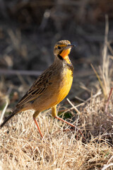 Cape Longclaw, Addo Elephant National Park