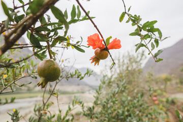 lucuma tree from the sierra of peru